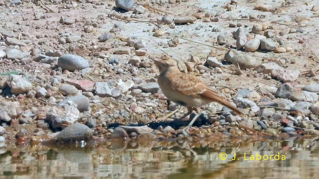 Crested Lark - ML645639839