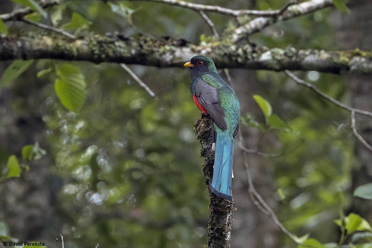 Mountain Trogon - ML645639841