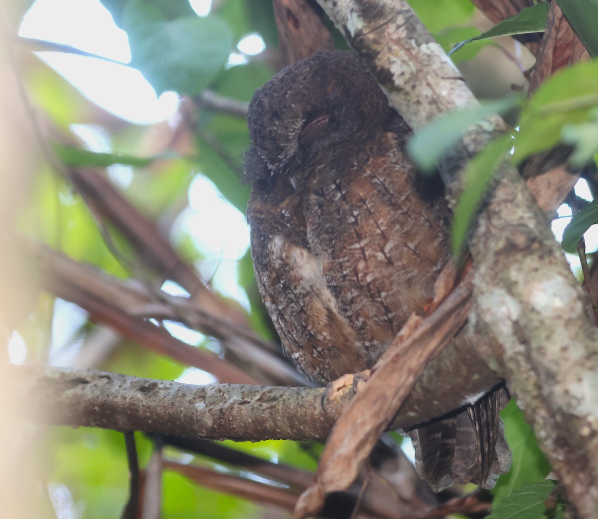 Madagascar Scops-Owl (Rainforest) - ML645639847