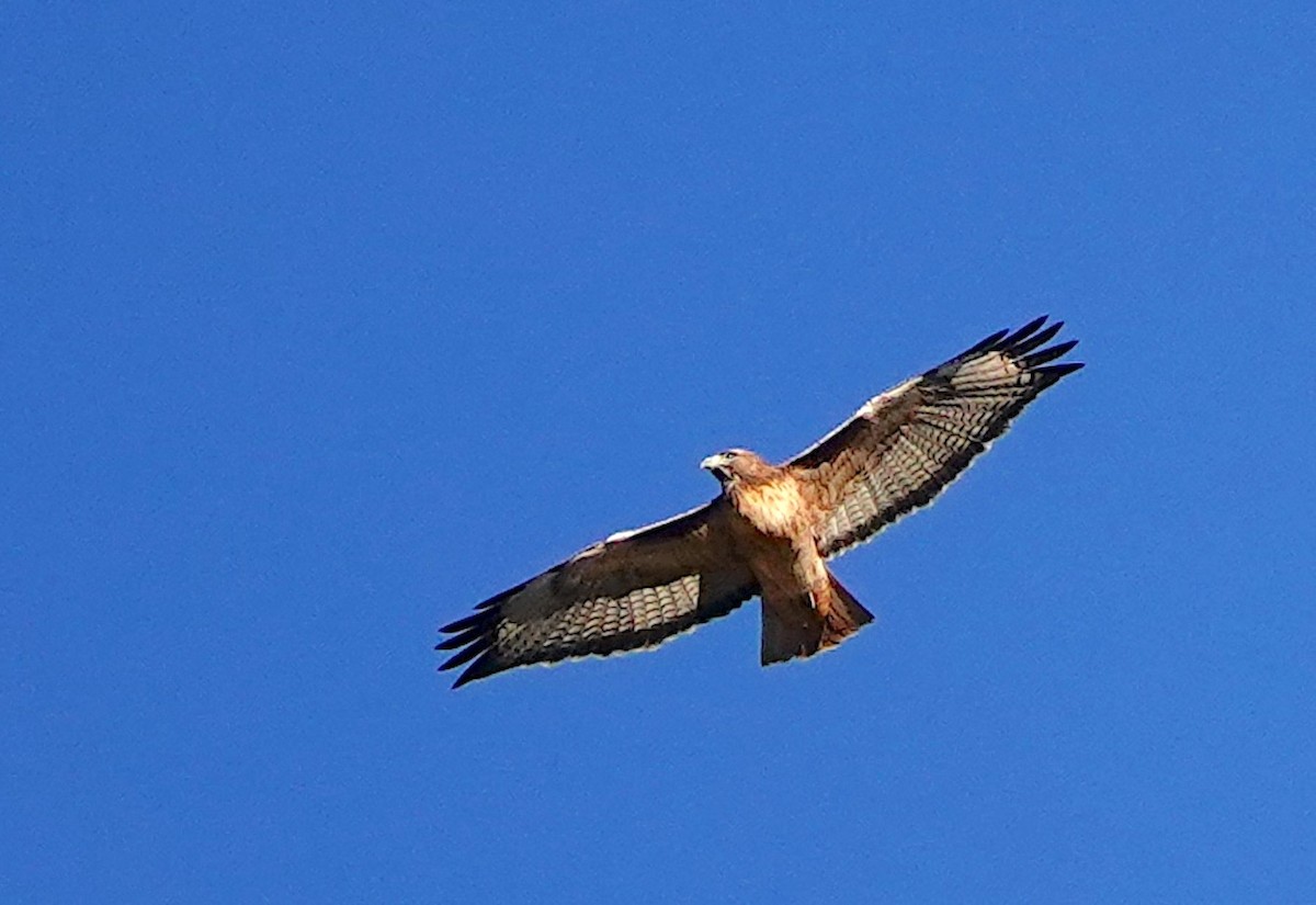 Zapelatz buztangorria - ML645639849