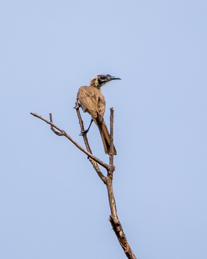 sølvkronemunkefugl - ML645639871