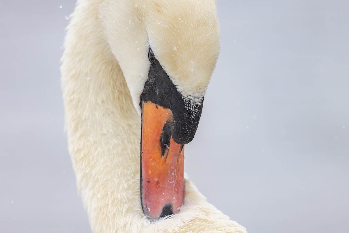 Mute Swan - ML645639878