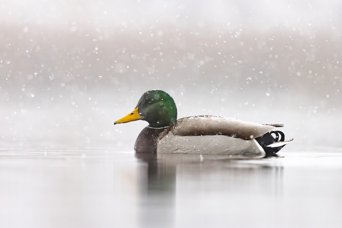 Mallard - ML645639889