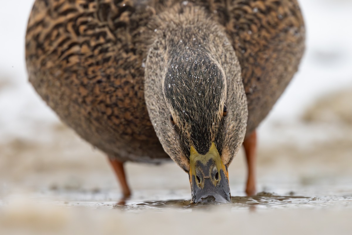 Mallard - ML645639890