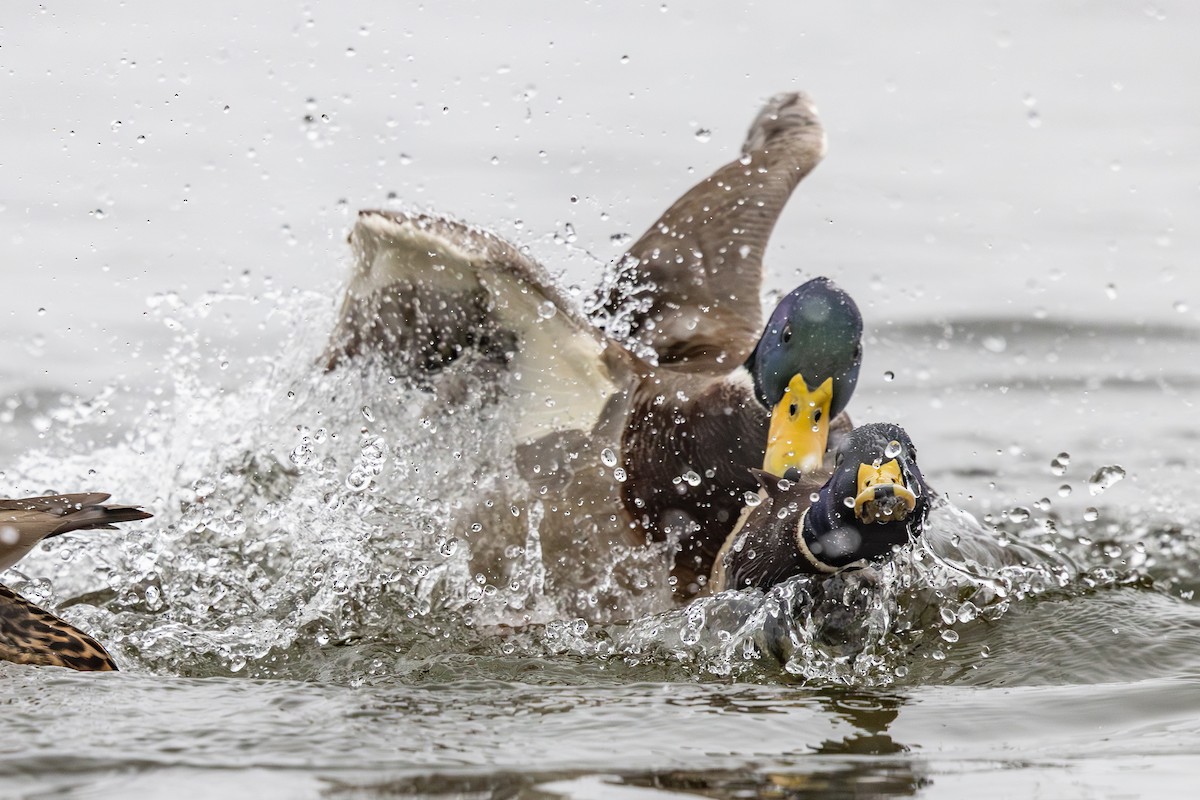 Mallard - ML645639891