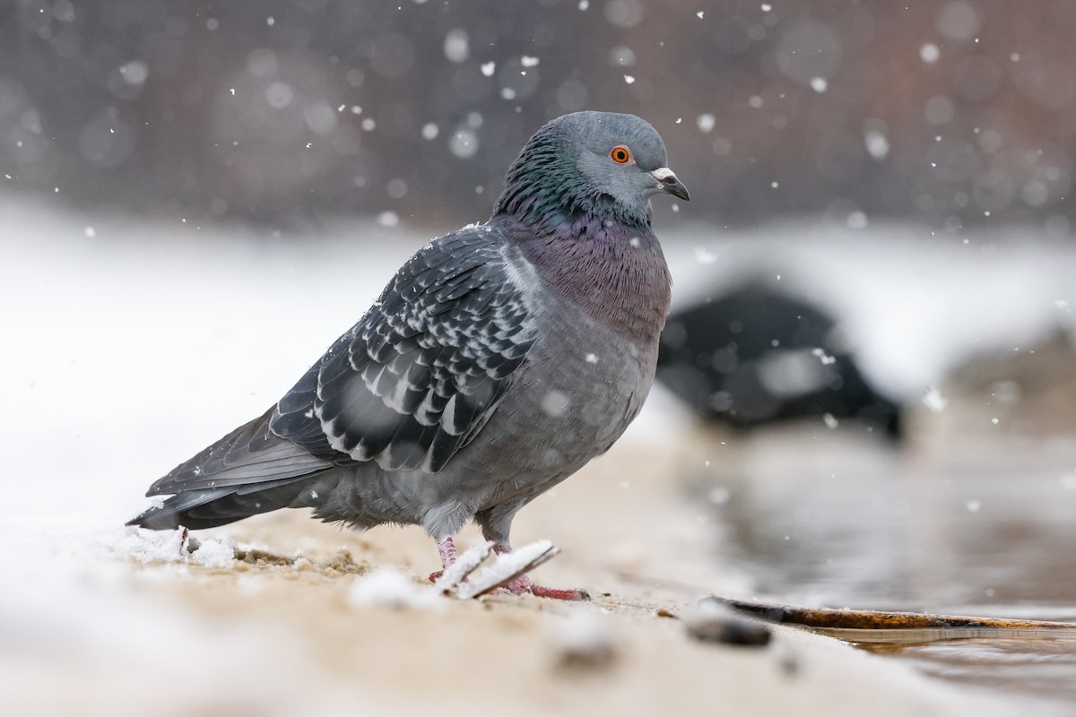 Rock Pigeon (Feral Pigeon) - ML645639896