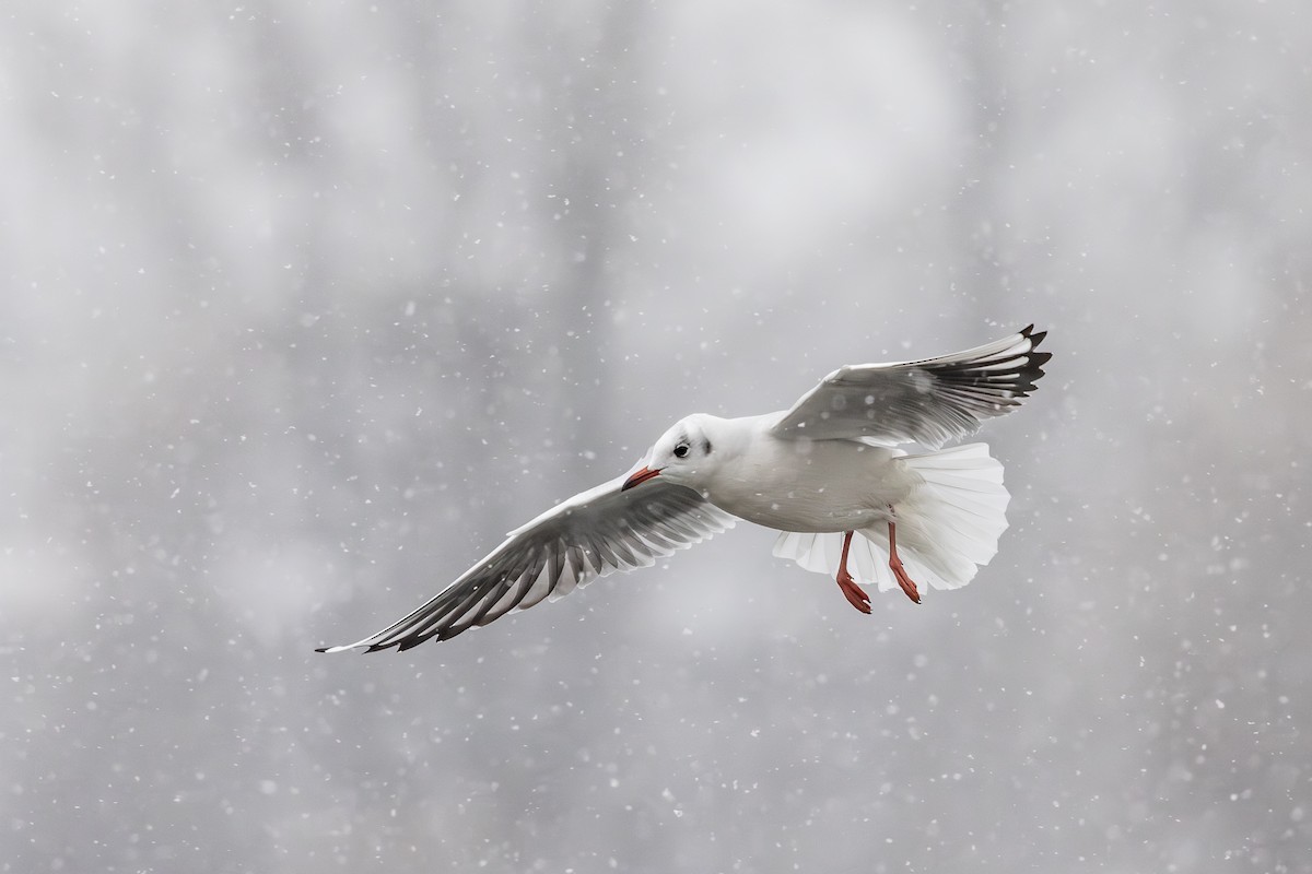 Black-headed Gull - ML645639897