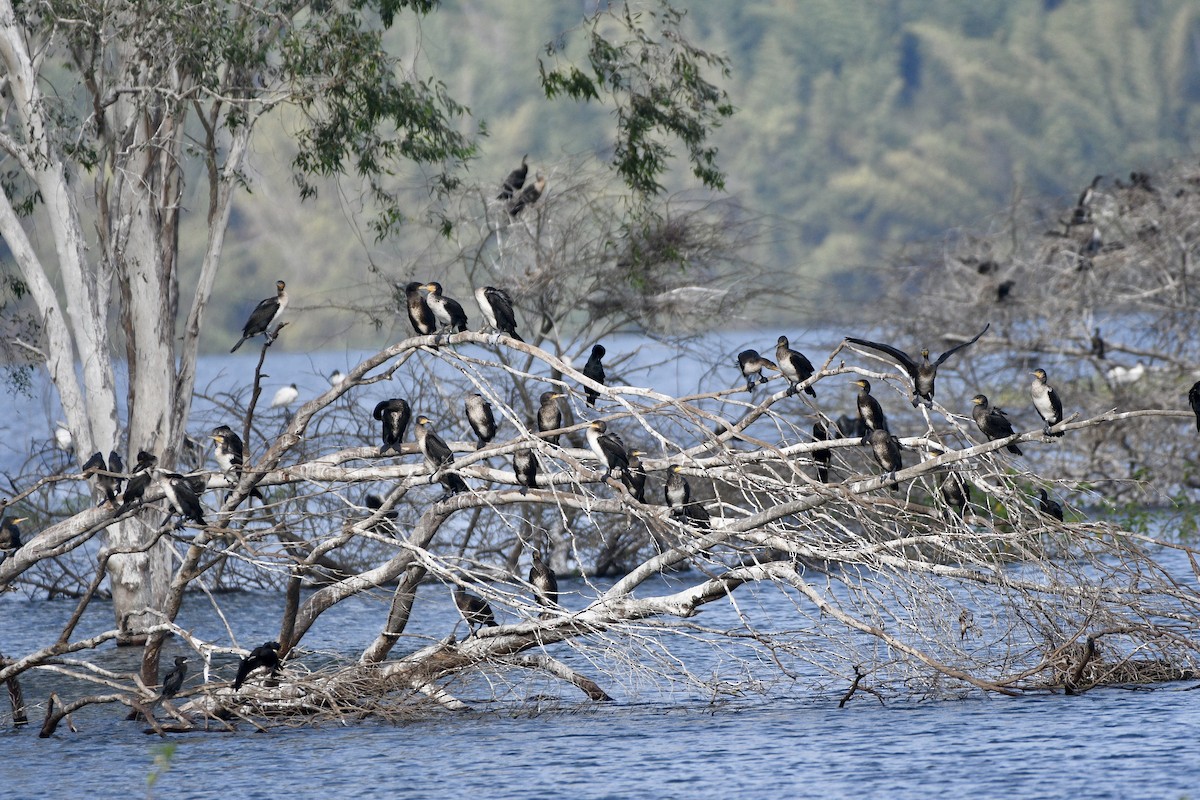 Cormoran de Vieillot - ML645639898