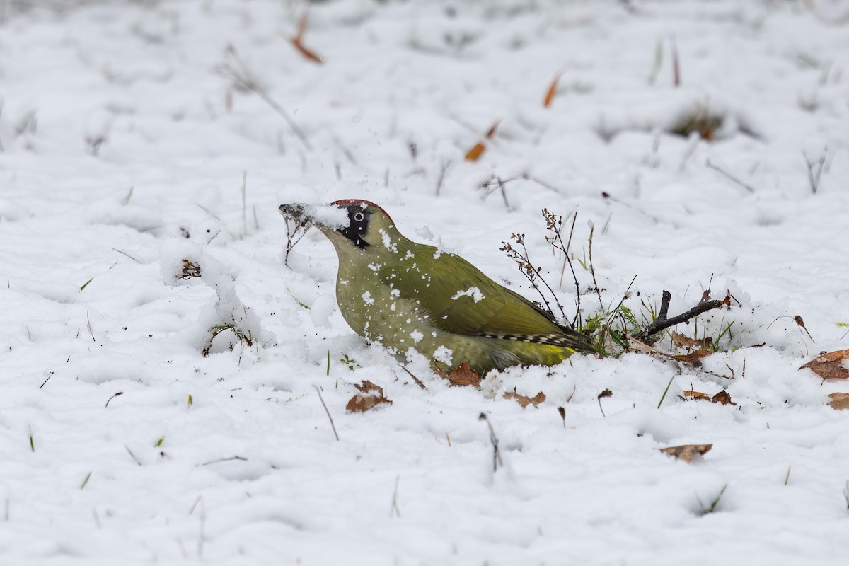 נקר ירוק - ML645639909