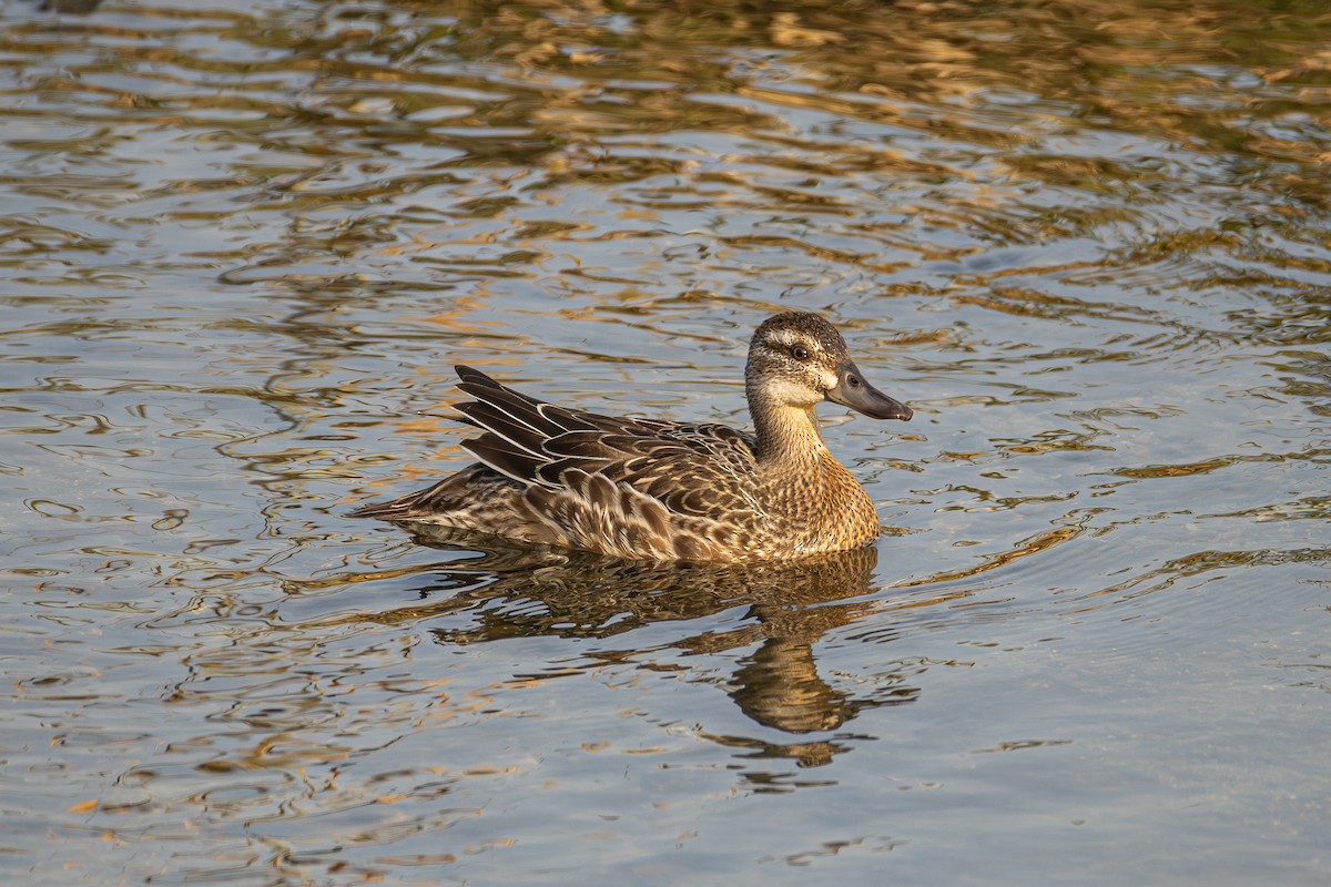 Garganey - ML645639911