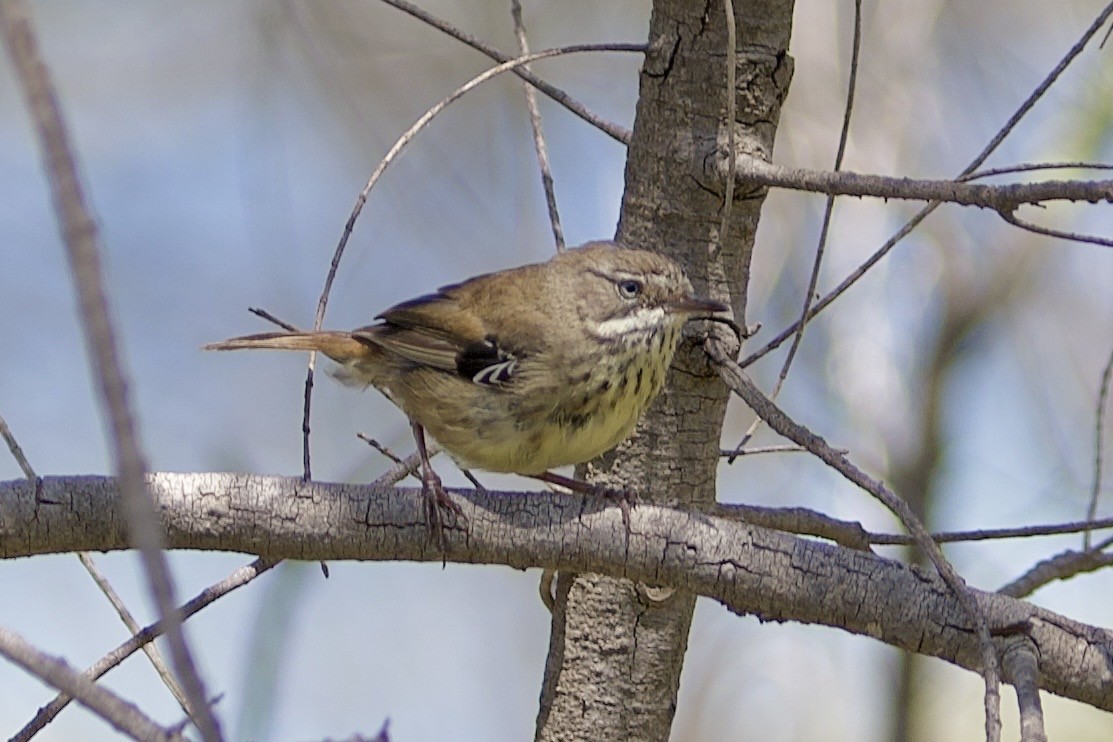 Spotted Scrubwren - ML645639914