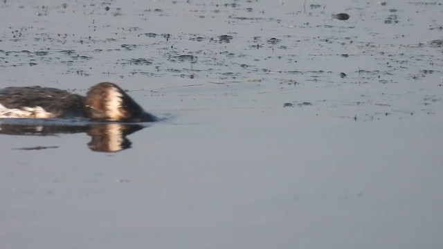 Eared Grebe - ML645639916