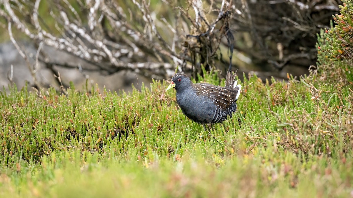 Australian Crake - ML645639918