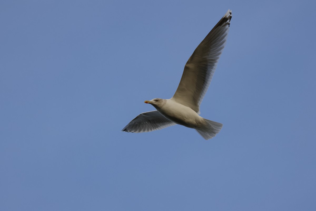 European Herring Gull - ML645639919