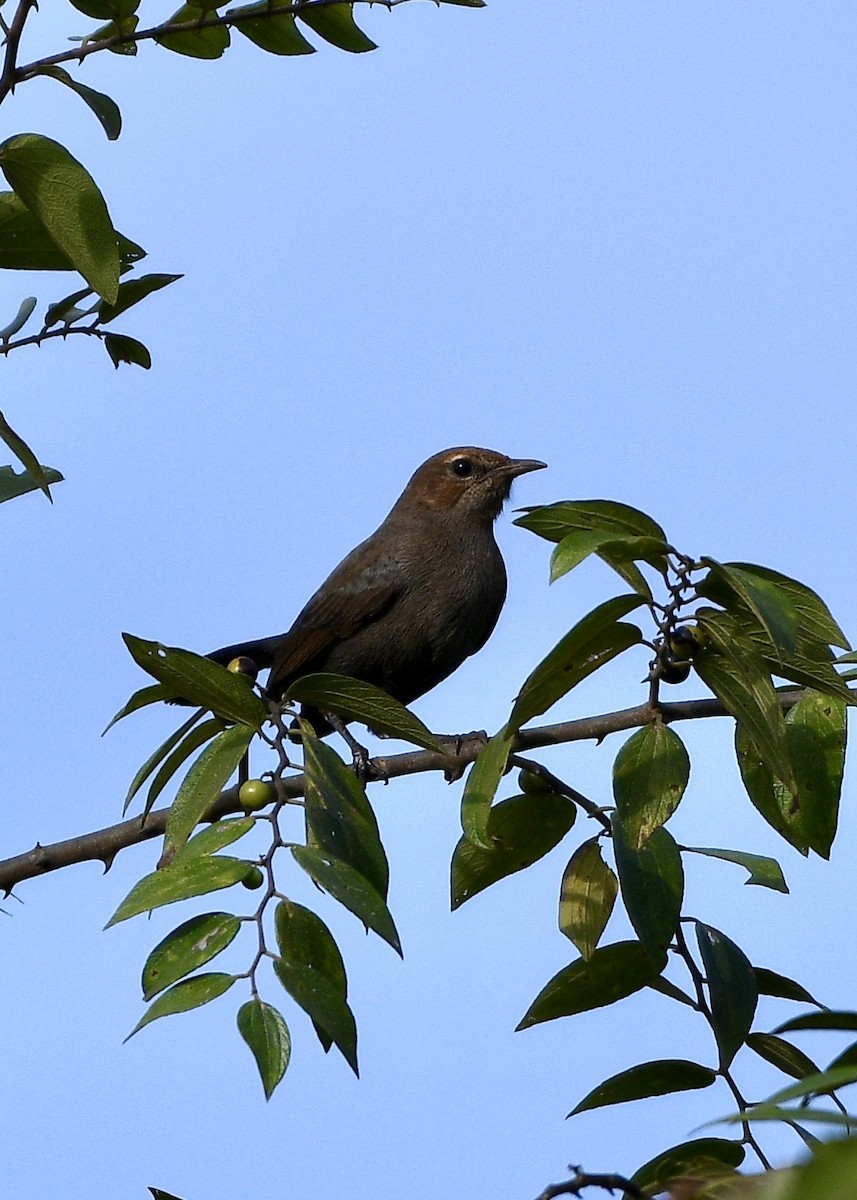 Shama indien - ML645639920