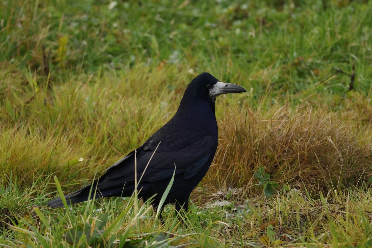 Ekin Kargası - ML645639921