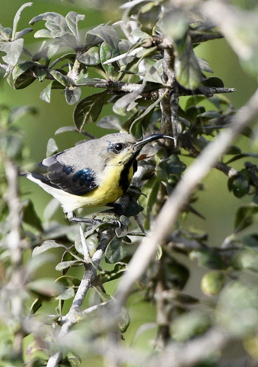 Souimanga asiatique - ML645639922