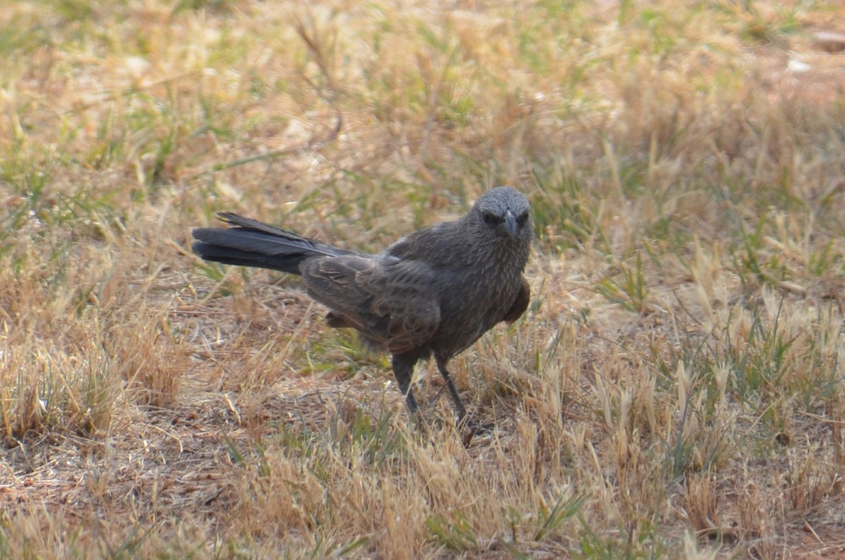 Apôtre gris - ML645639926