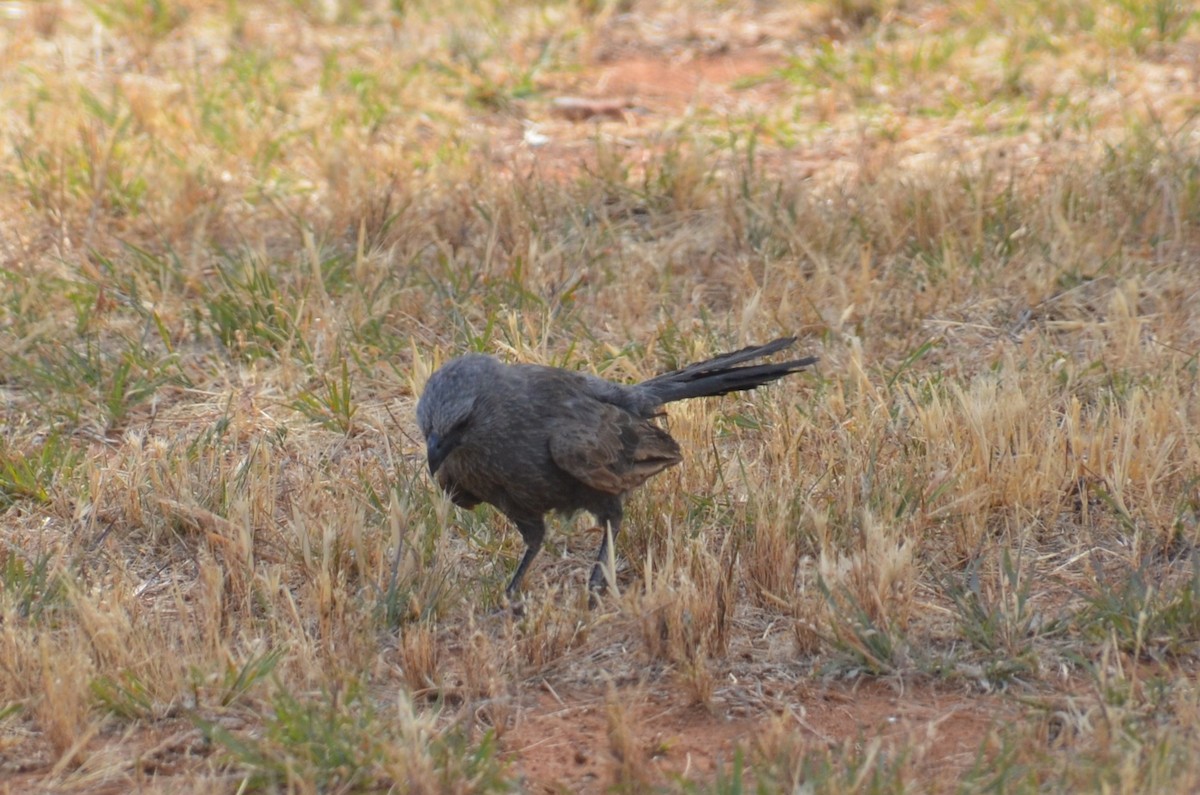 Apôtre gris - ML645639927