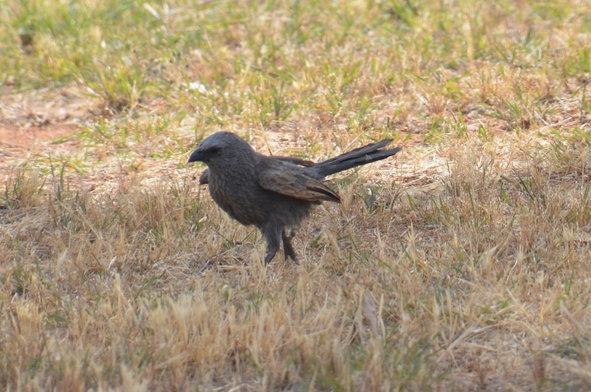 Apôtre gris - ML645639928