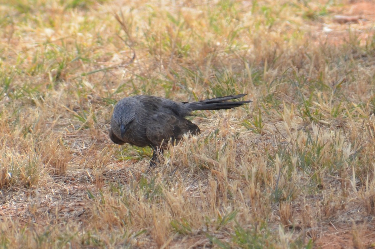 Apôtre gris - ML645639929