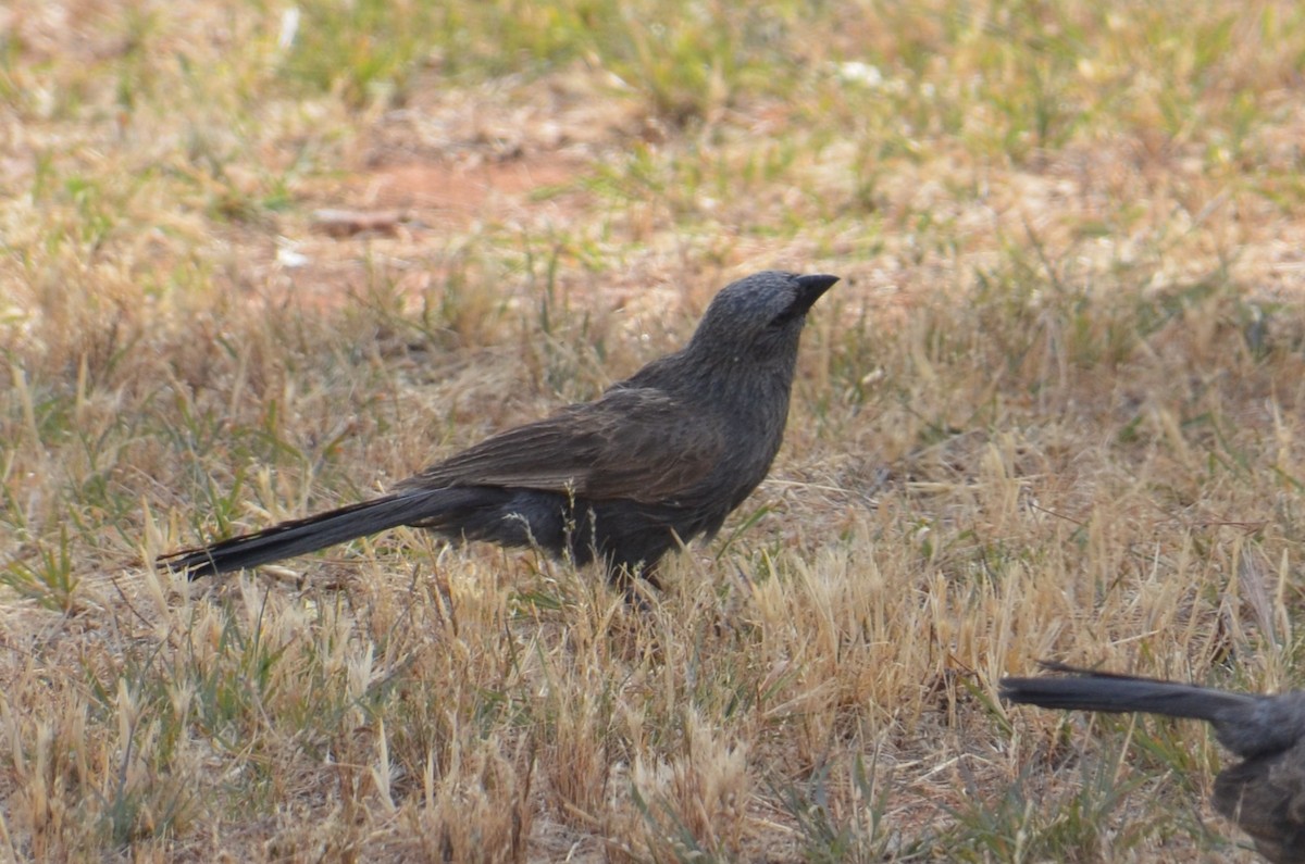 Apôtre gris - ML645639930