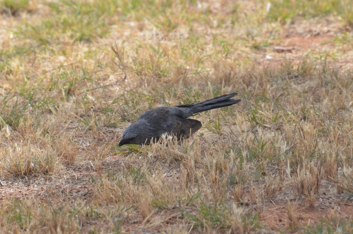 Apôtre gris - ML645639931