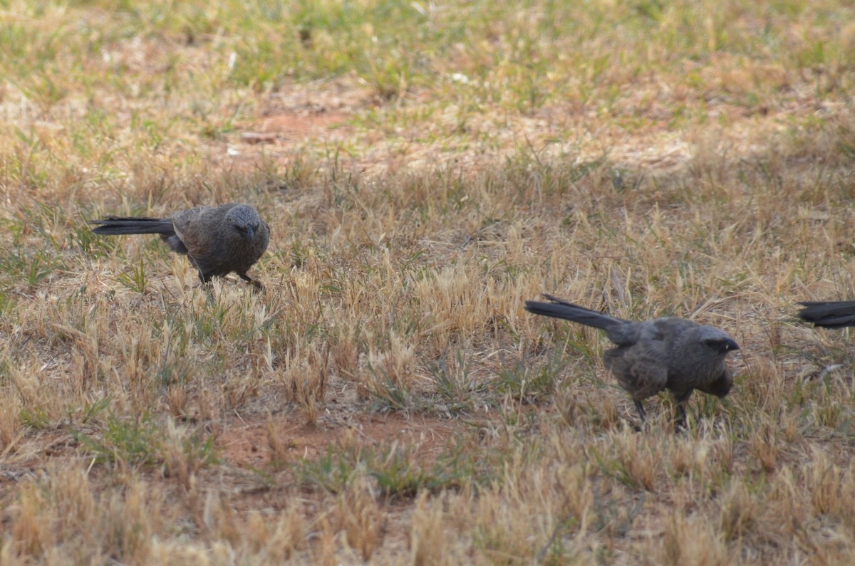 Apôtre gris - ML645639932