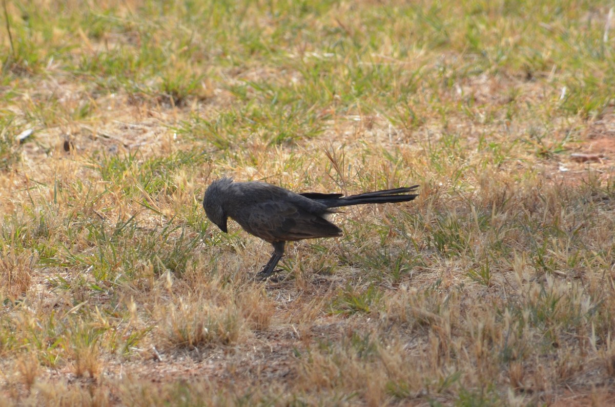 Apôtre gris - ML645639933