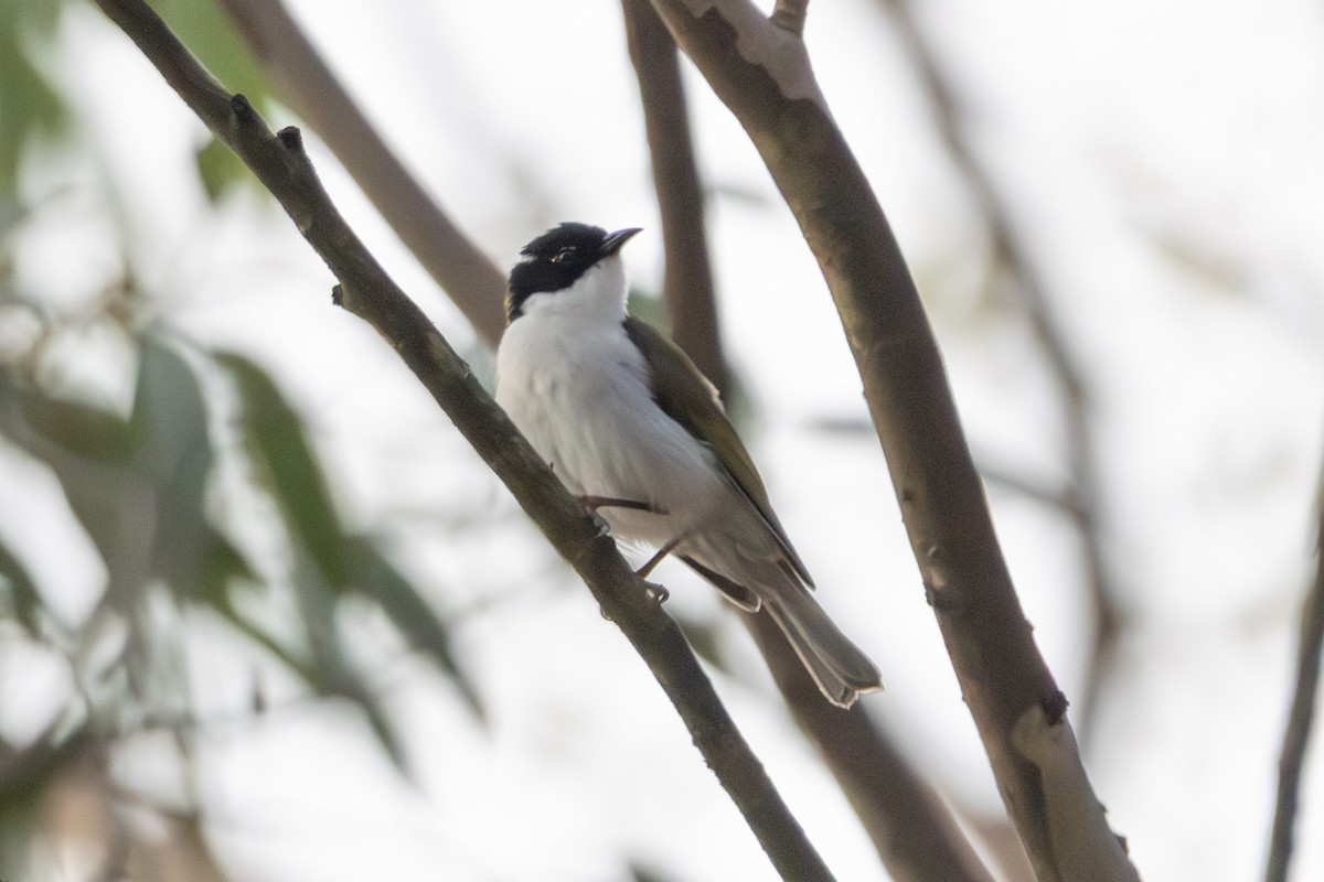 Méliphage à lunule - ML645639934