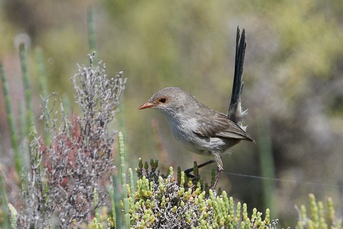 Mérion splendide - ML645639935