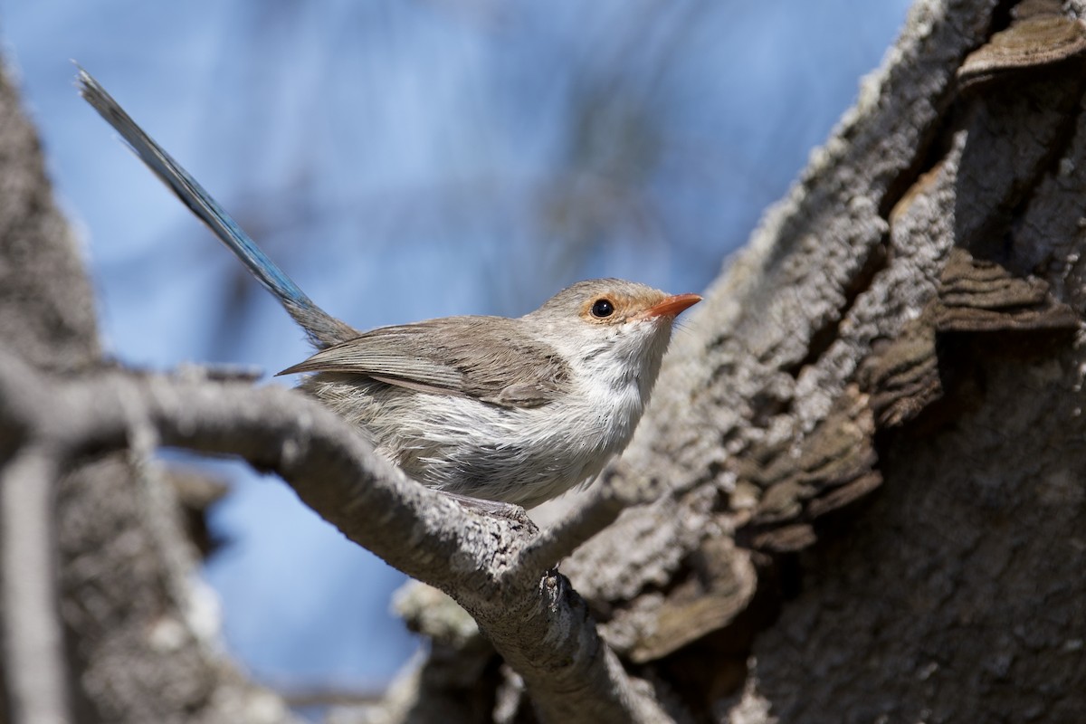 Mérion splendide - ML645639936