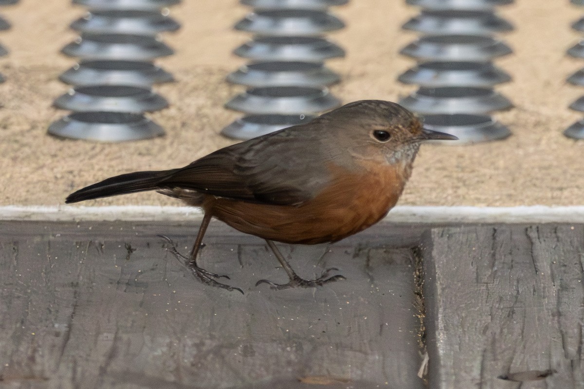 Séricorne des rochers - ML645639937