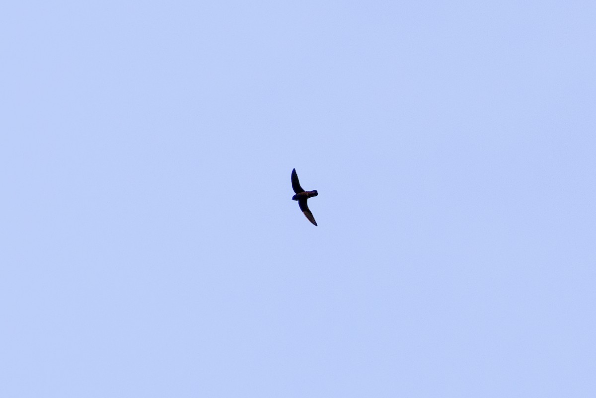 Martinet de Sick - ML645639938