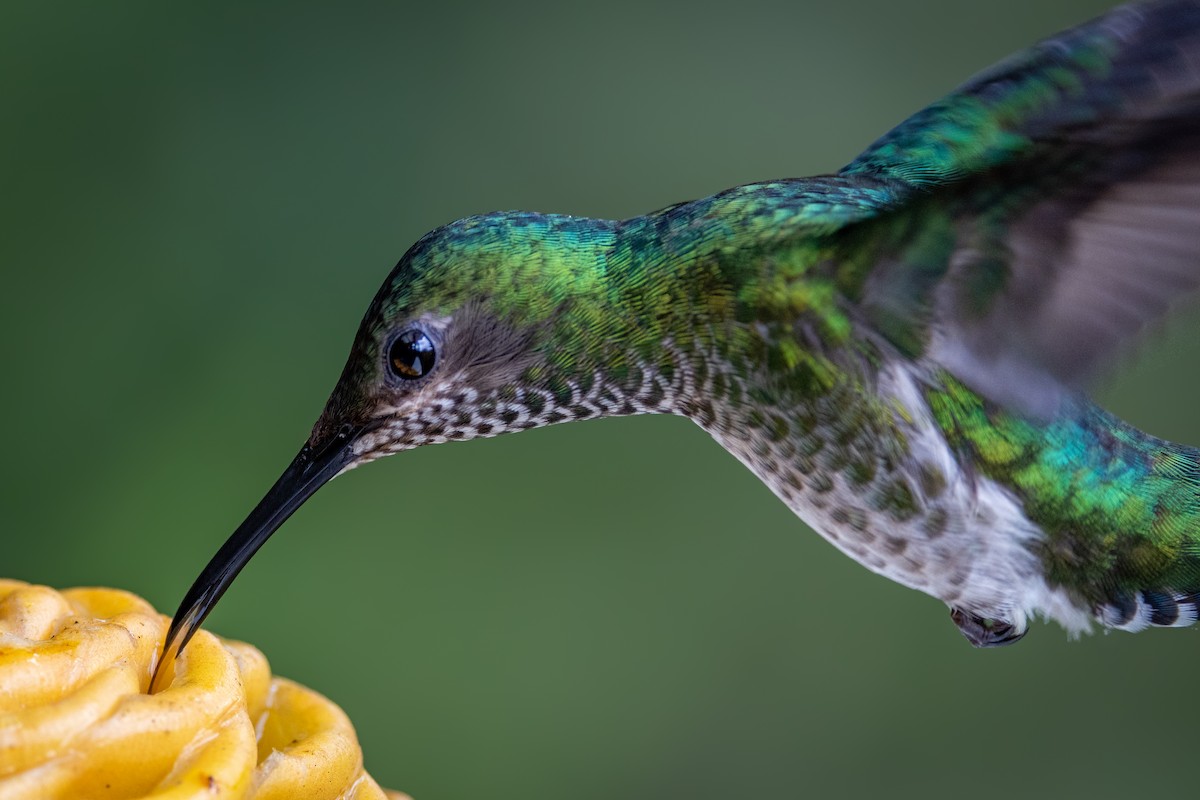 Colibri jacobin - ML645639939