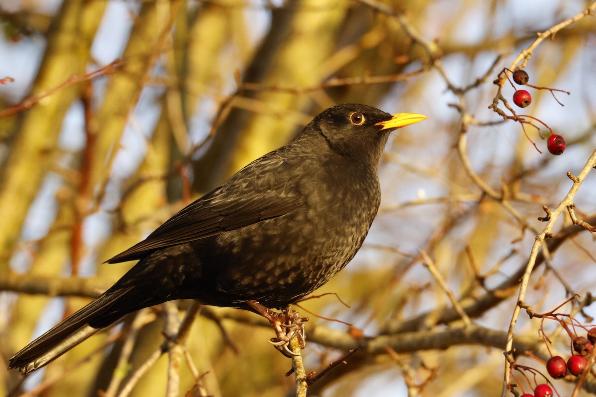 Merle noir - ML645639940