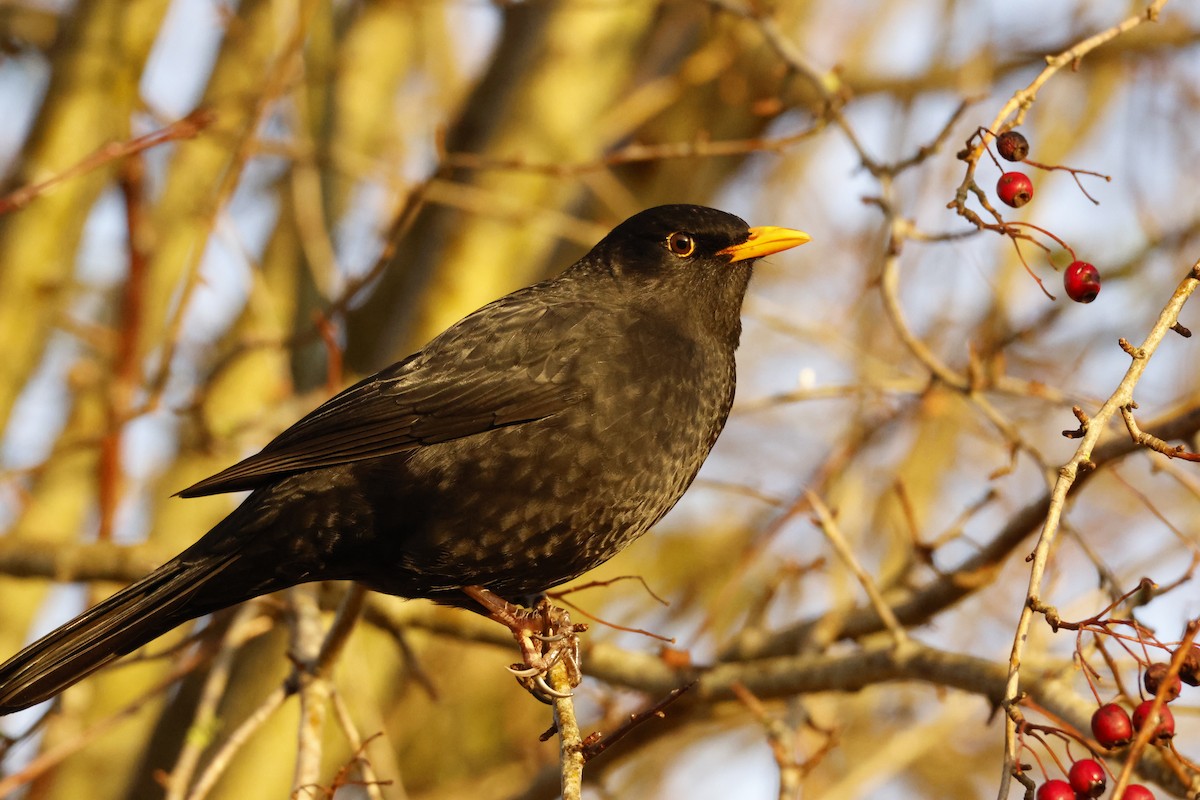 Merle noir - ML645639941