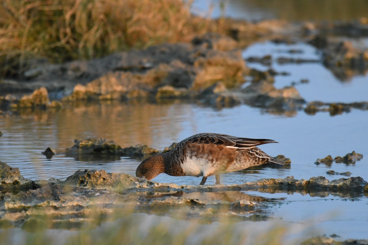 Canard siffleur - ML645639943