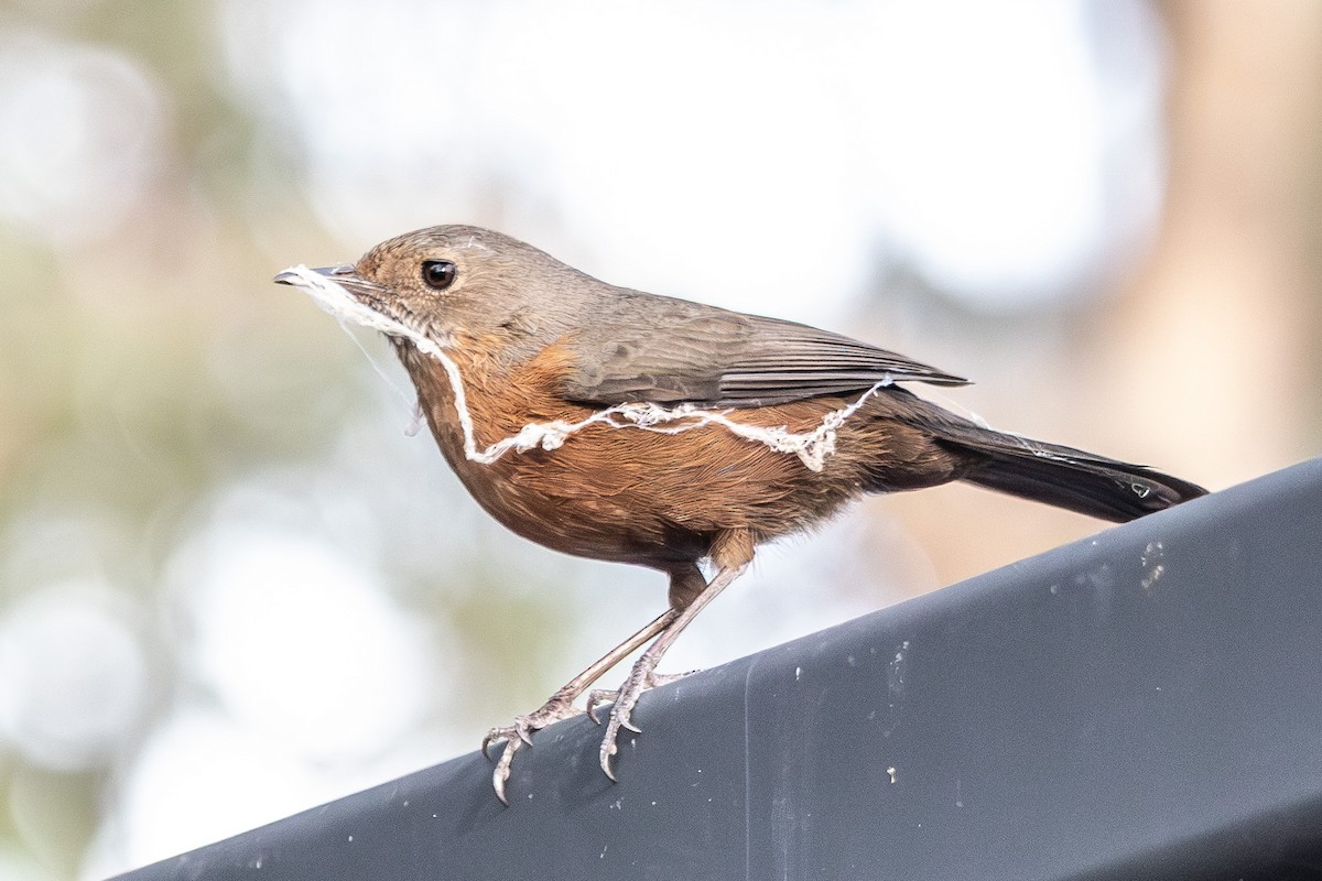 Séricorne des rochers - ML645639945
