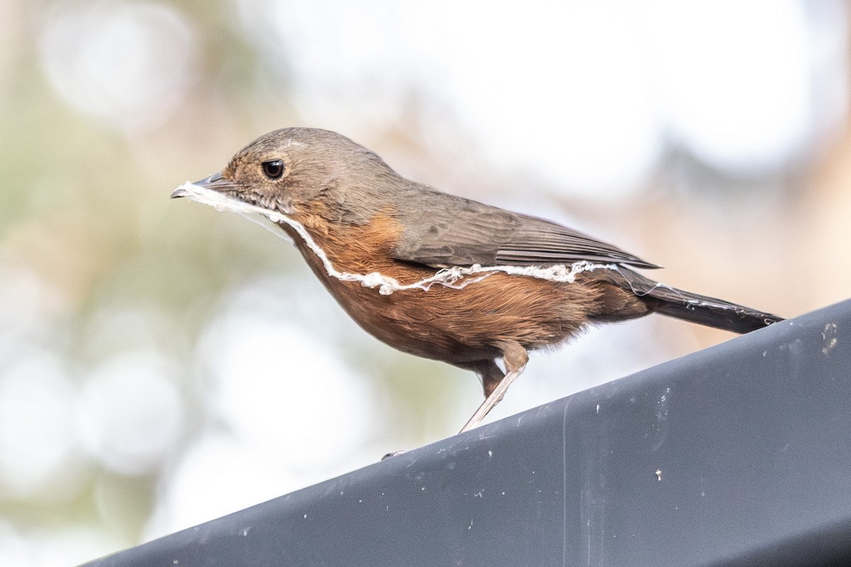Séricorne des rochers - ML645639946