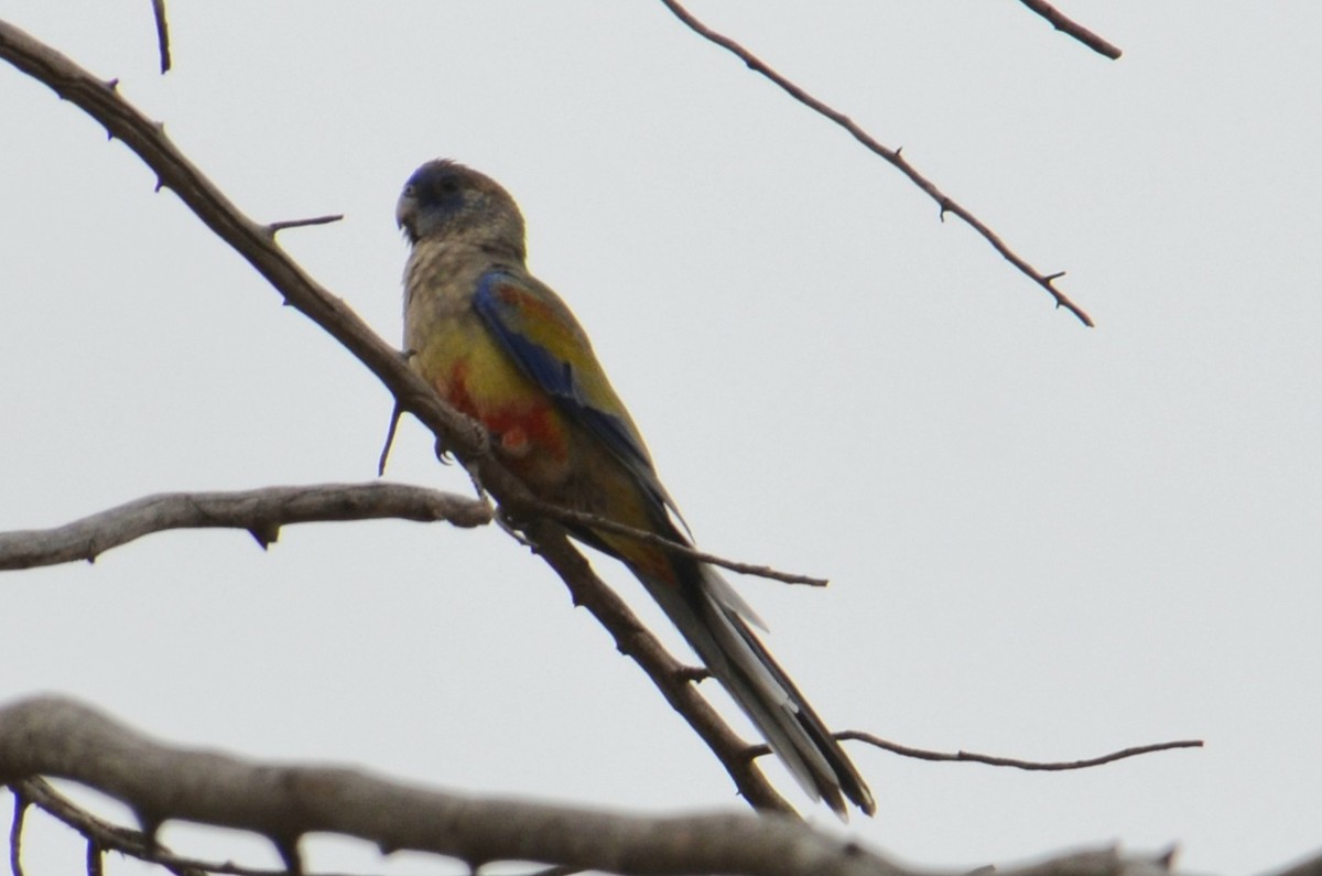 Perruche à bonnet bleu - ML645639950