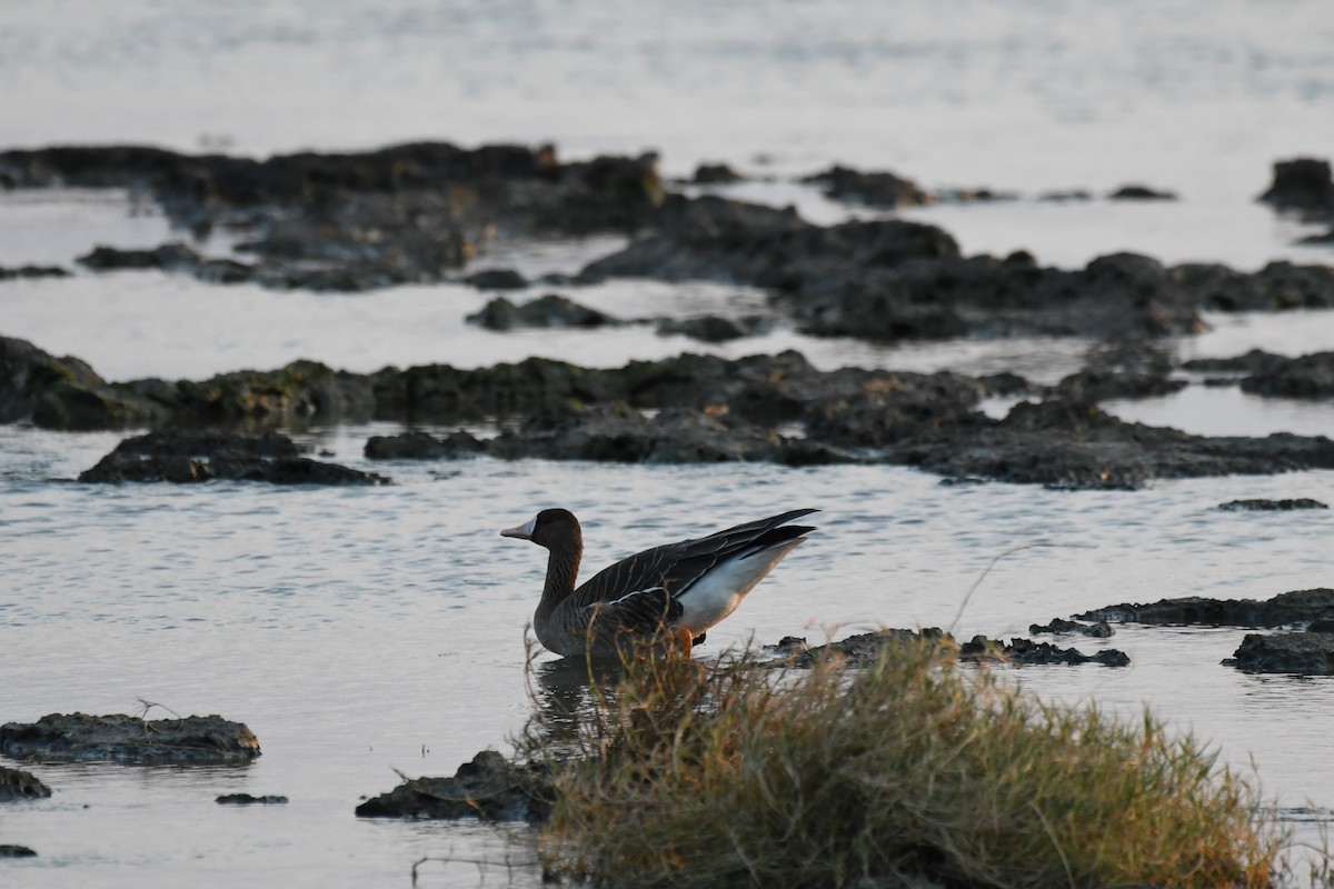 白額雁 - ML645639961