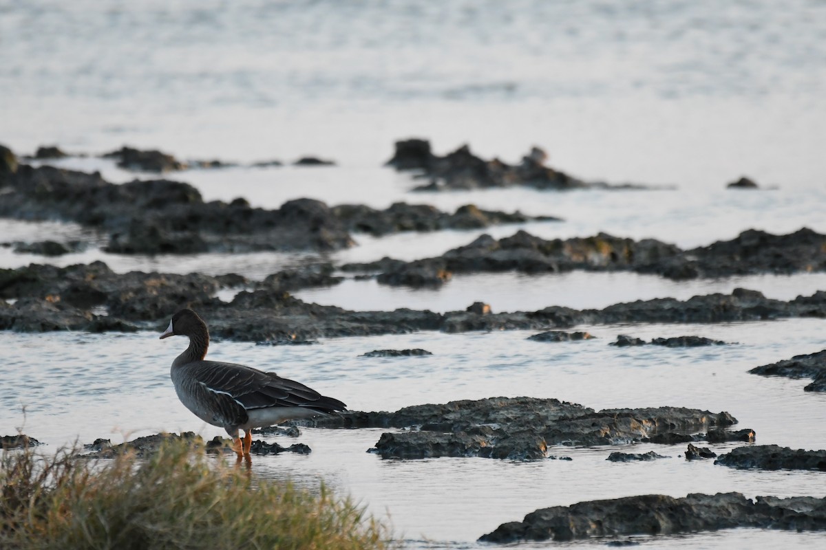 白額雁 - ML645639964