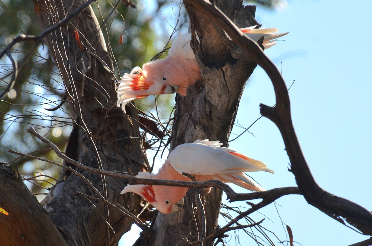 Pink Cockatoo - ML645639981