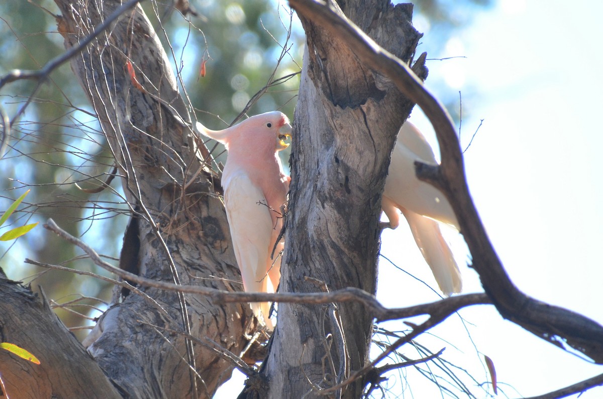Pink Cockatoo - ML645639983
