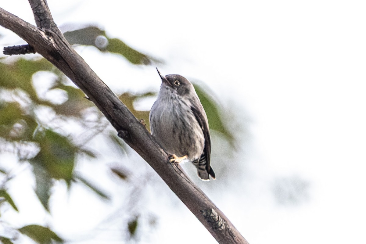 Varied Sittella - ML645639984