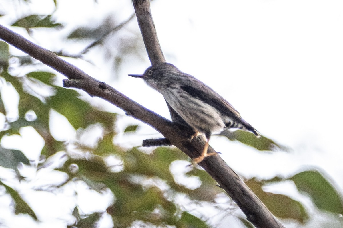 Varied Sittella - ML645639987