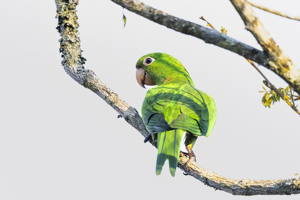 White-eyed Parakeet - ML645639989