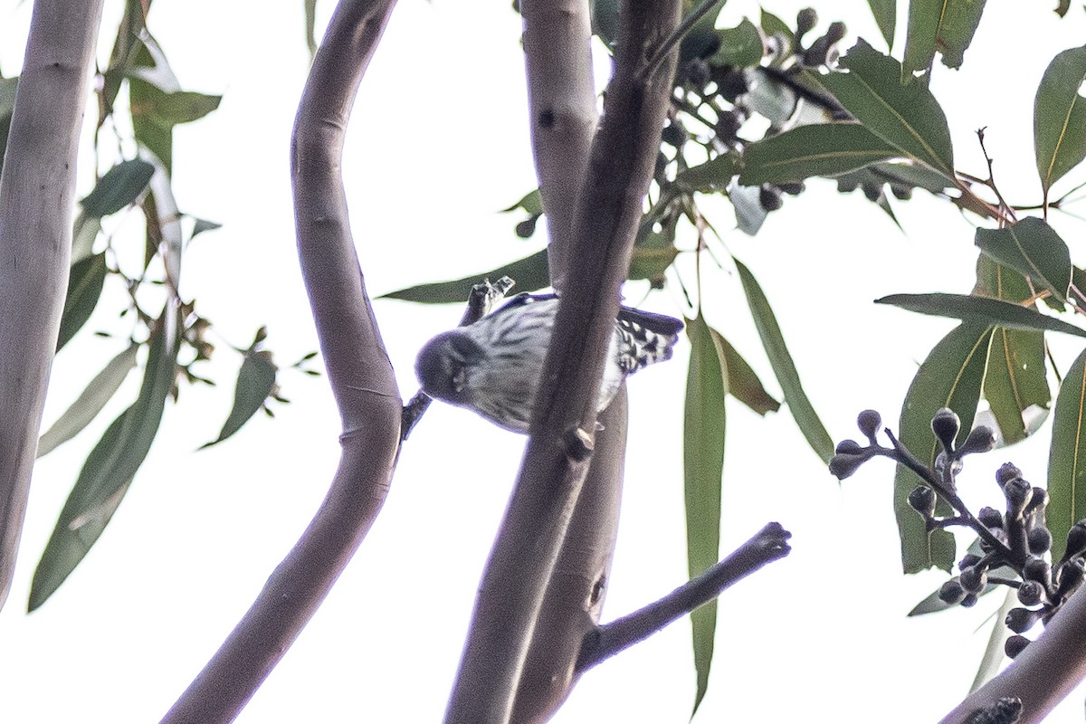 Varied Sittella - ML645639990