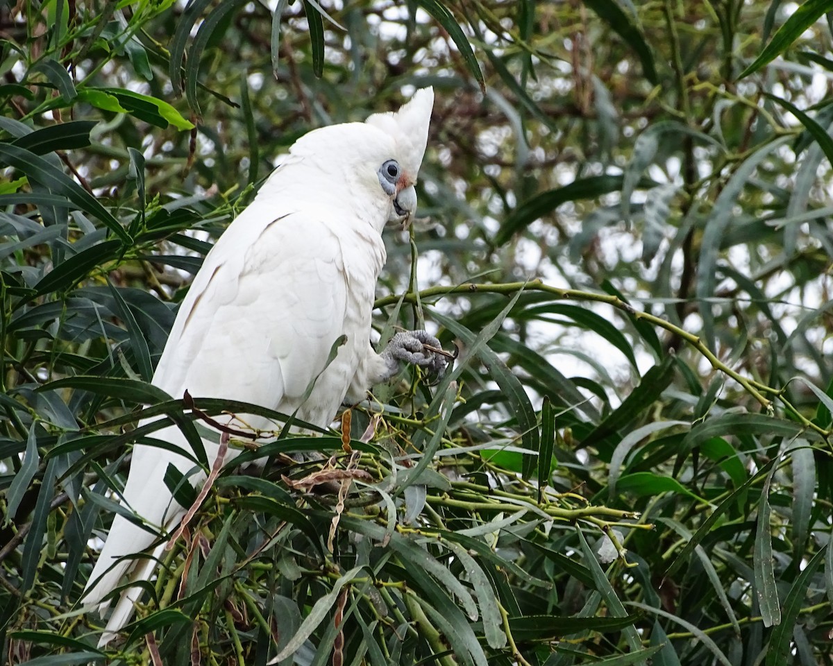 Little Corella - ML645639991